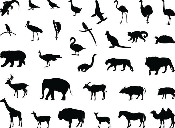 wilde tiere-silhouette - nabelschwein stock-grafiken, -clipart, -cartoons und -symbole