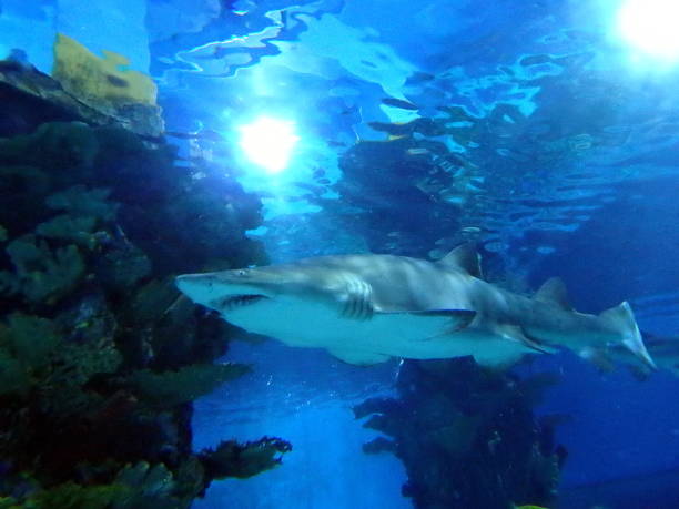 istock shark, sea lawyer 646974502
