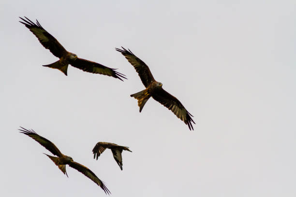 istock Four red kites or milvus milvus 646975292