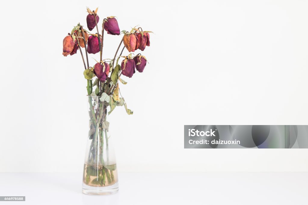 Withered roses Withered roses in vases Vase Stock Photo