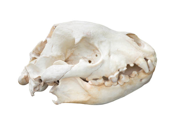 istock Spotted Hyaena skull isolated on white background with clipping paths 646982150