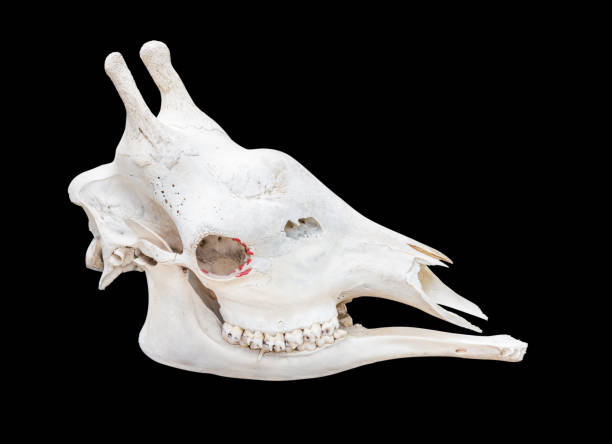 Hippopotamus skull prepared through taxidermic methods on exhibited on a wooden table.