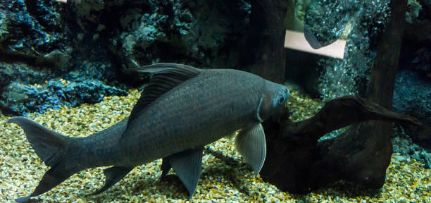 istock fresh water fish in aquarium, Fish Tank 646982852