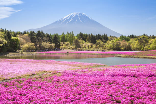 istock Mountain Fuji and pink moss field 646985768