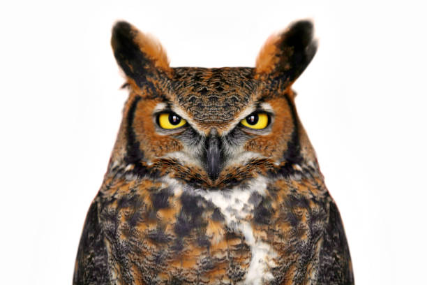 wise owl portrait