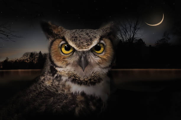 istock Multiple Exposure of Great Horned Owl and sunset 646990170