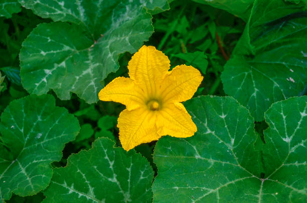 istock Pumpkin flower - Pumpkin plant 646992980