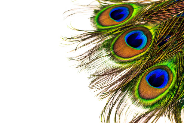 istock Abstract background of Peacock Sword Feathers isolated on white 646996044
