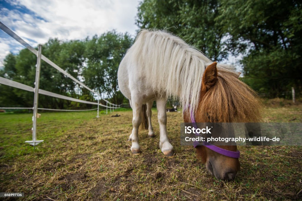 Ponny in the pasture Ponny Grazes on the pasture Animal Riding Stock Photo