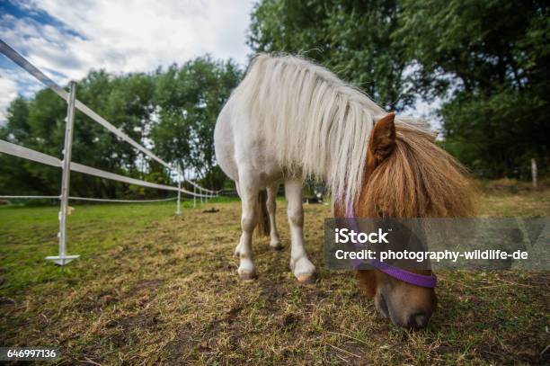 Ponny In The Pasture Stock Photo - Download Image Now - Animal Riding, Blaze Pattern - Animal Marking, Brown