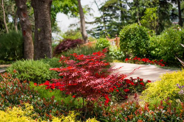 istock Young plant in the   nature background 646999506