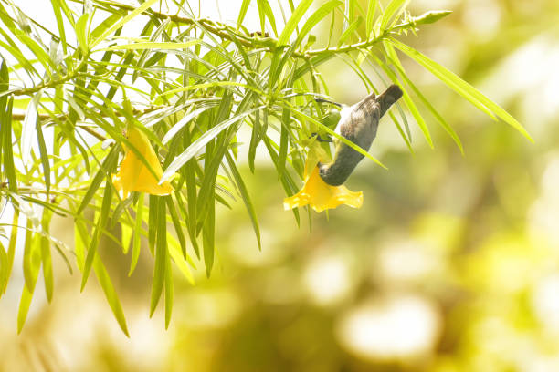 istock Purple sunbird, Cinnyris asiaticus, sitting on tree branch 646999538