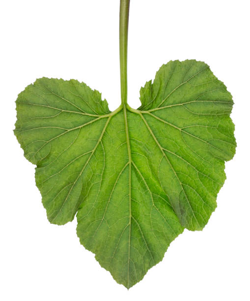 istock Big green leaf of a  garden vegetable marrow isolated. 647000194