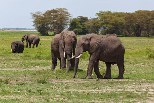 African elephants playing in front of Kilimanjaro mountain in Amboseli National Park, Kenya