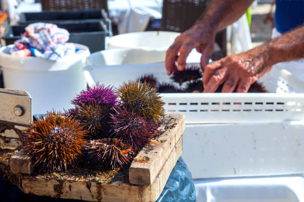 Preparing fresh sea urchins Man preparing raw sea urchins, also called garoines. purple sea urchin stock pictures, royalty-free photos & images