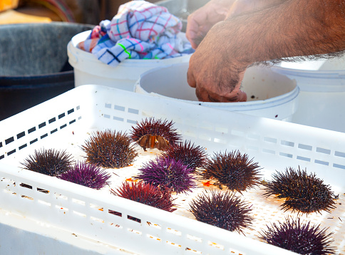 Man preparing raw sea urchins, also called garoines.