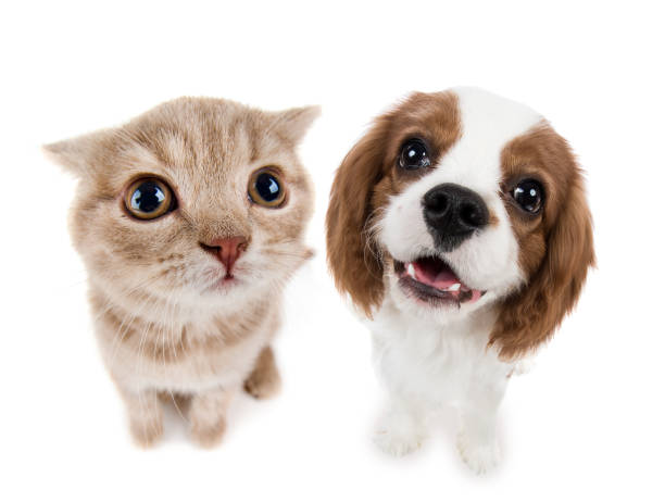 kitten the beautiful brown little kitten with dog, sit on white  background , isolated, closeup  muzzle snout stock pictures, royalty-free photos & images