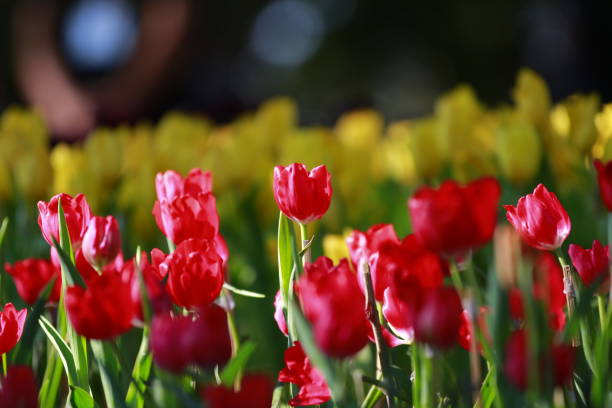 istock The colorful of tulips. 647007344