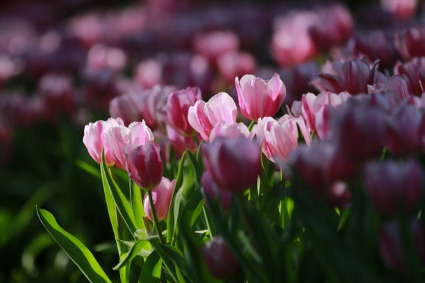 istock The colorful of tulips. 647007506