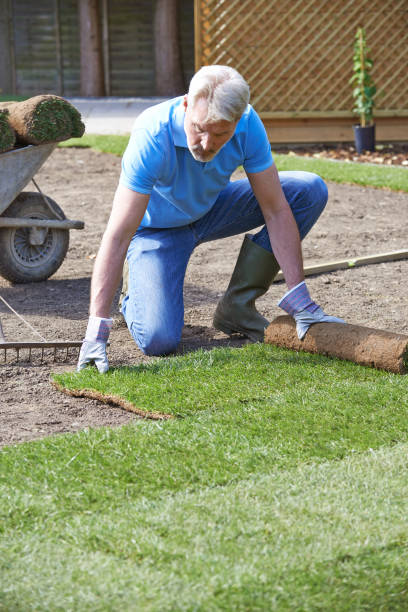 istock Landscape Gardener Laying Turf For New Lawn 647007538