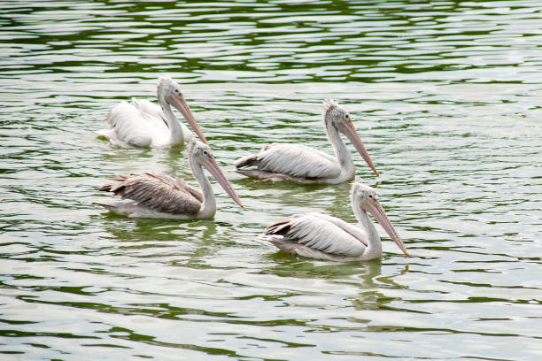 istock The spot-billed pelican, grey pelican (Pelecanus philippensis)swimming. 647007728