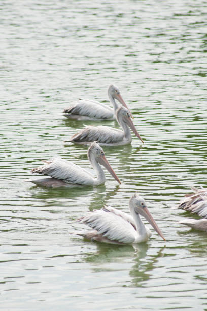 istock The spot-billed pelican, grey pelican (Pelecanus philippensis)swimming. 647007802