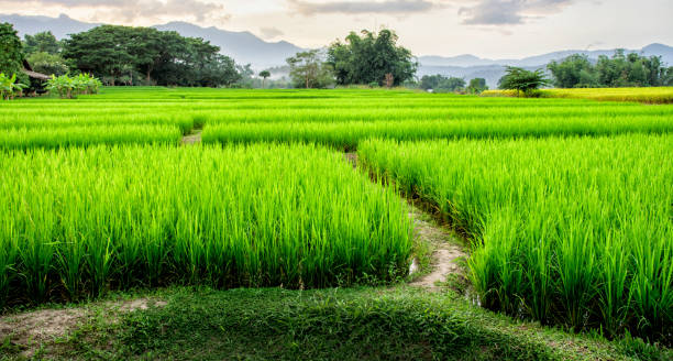 istock Layer of green rice farm with mountains and mist 647011540