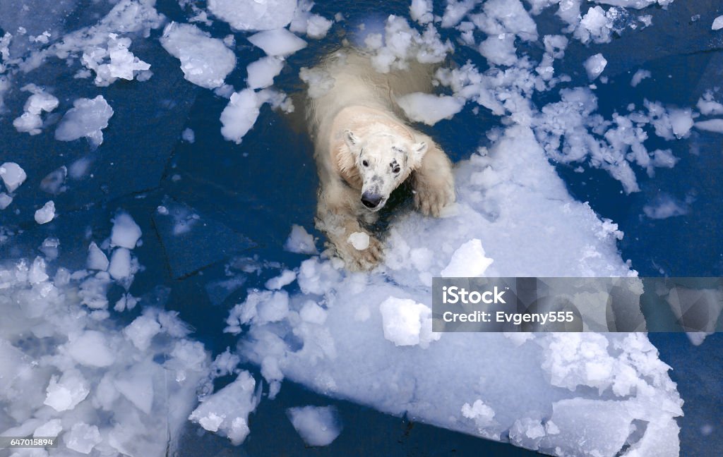 polar bear in the ice Polar Bear Stock Photo