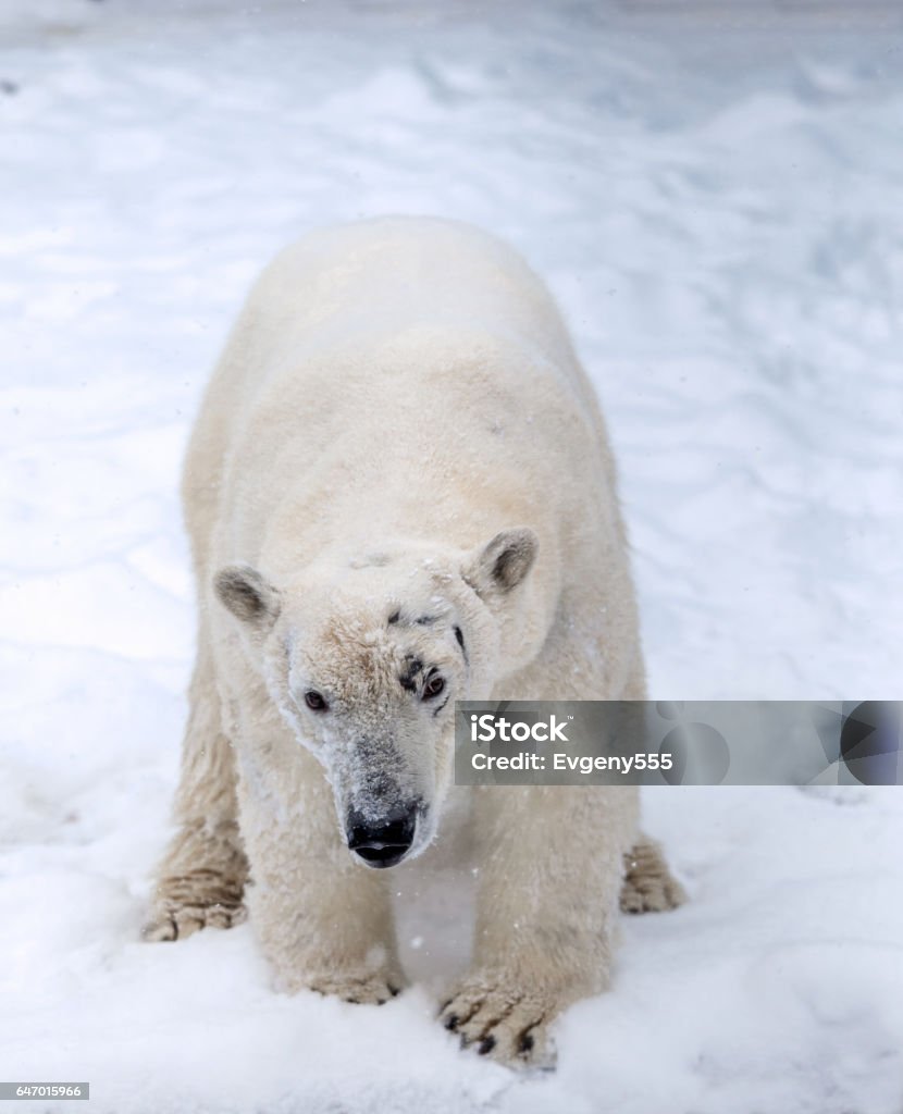 Polar Bear On Snow Stock Photo - Download Image Now - Animal, Animal Hair,  Animal Wildlife - iStock