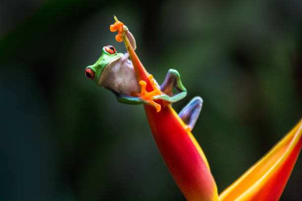 Red-eyed tree frog Red-eyed tree frog climbing a red leave tree frog photos stock pictures, royalty-free photos & images