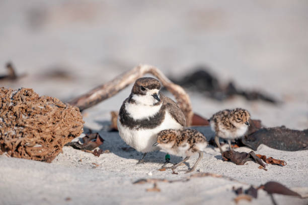 The Two-Banded Plover is a small shorebird that breeds from Chile and Uruguay south, including the Falkland Islands. Like most small plovers, it breeds on rocky or sandy seashore and usually lays two eggs.  The chicks can move about almost immediately and often huddle under a parent for protection.