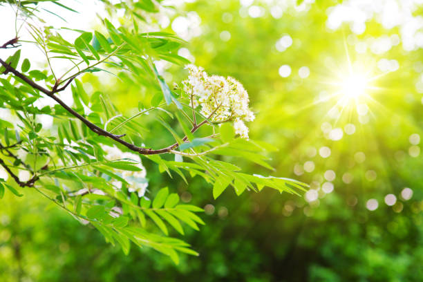 hojas de castaño verdes y sol - sunnyside fotografías e imágenes de stock