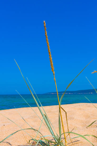 istock closeup grass on a sand dunes beach, blue ocean and sky on background 647027194