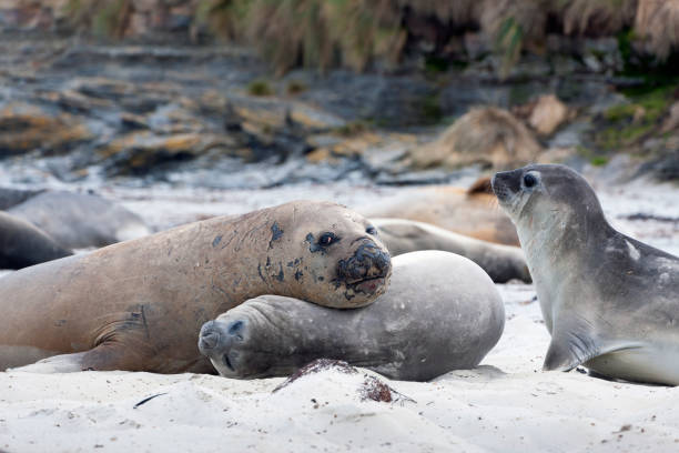 istock Young Male Elephant Seal Using a Female for a Pillow 647028626