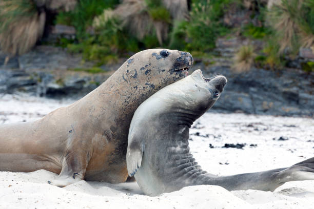 istock Young Male and Female Elephant Seals Interacting 647029424