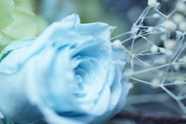 istock Dry Blue Rose flower photo 647030364