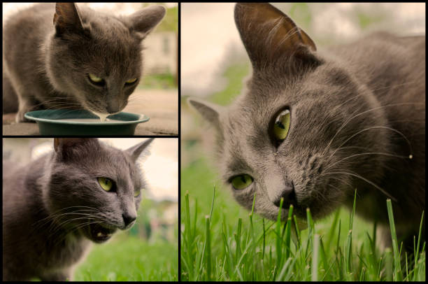 Grey cat mosaic mix collage set filtered