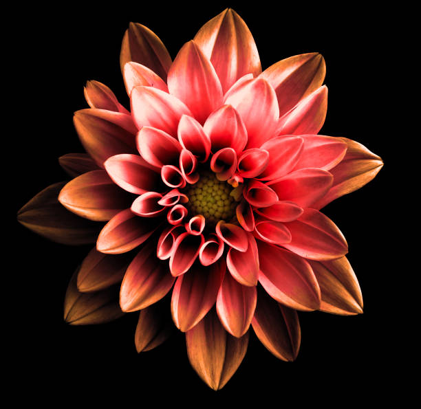istock Surreal dark chrome red flower dahlia macro isolated on black 647036398