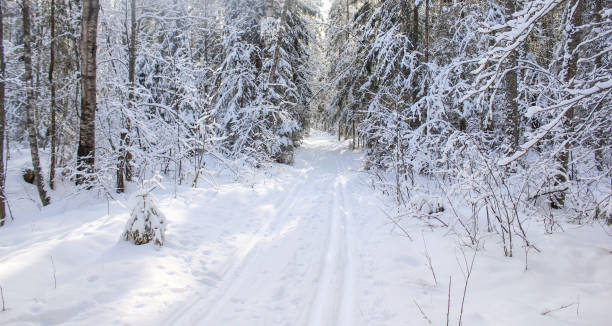 istock Ski track in the white forest. 647036516