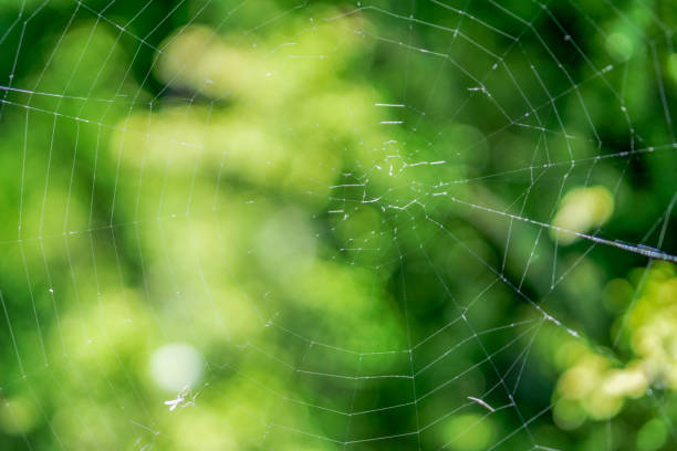 istock Cobweb on a bush in the forest macro photo 647036824
