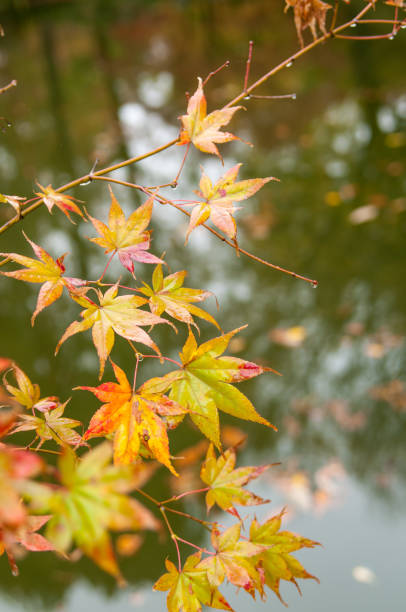 istock Japanese Maple Leaves 647037130