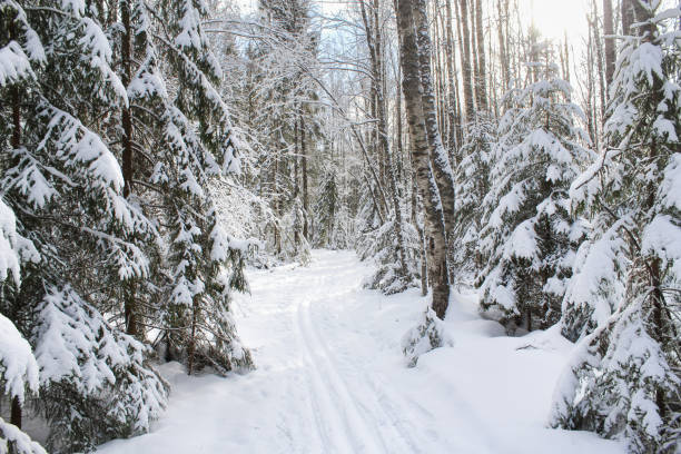 istock Ski track between snowy fir trees. 647039758