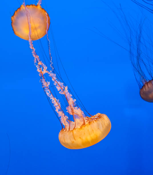 istock jelly fish in the blue sea 647040088