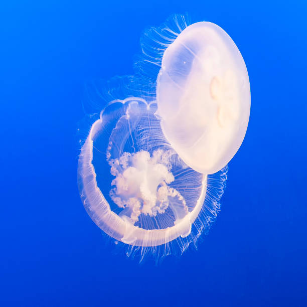 istock jelly fish in the blue sea 647040198