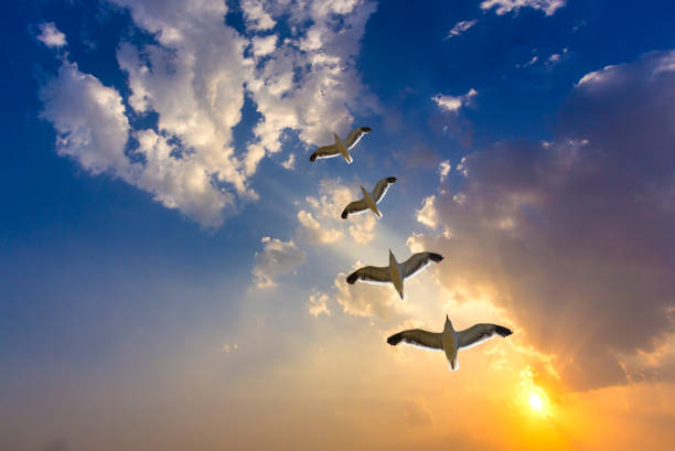 istock golden sunset with clouds and flock of birds 647043852