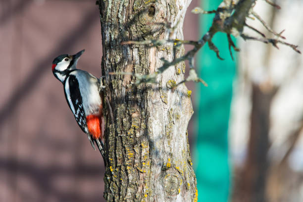 Great spotted woodpecker on tree trunk on his work feeding