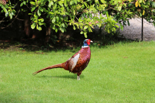 istock Pheasant in park on Isola Bella, Lago Maggiore 647048162