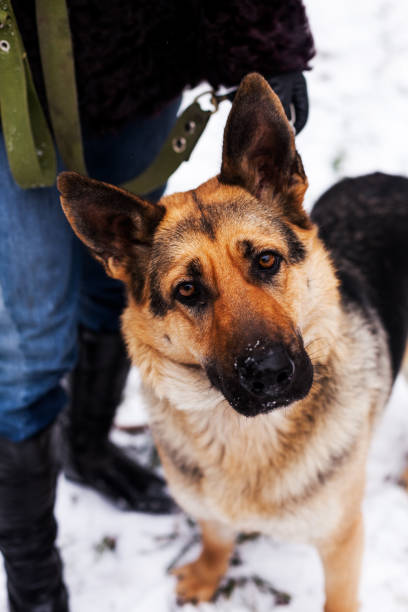istock beautiful German shepherd sitting happily. 647053728