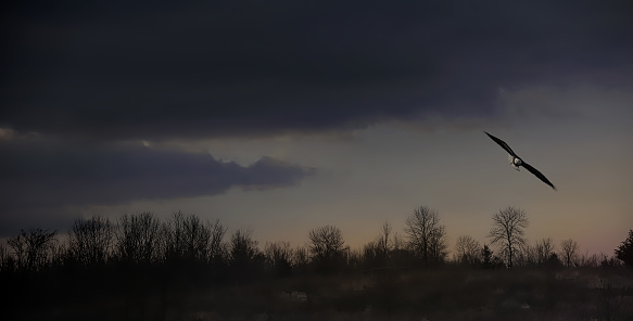 Bald eagle flying and dark dramatic sky over autumn landscape.