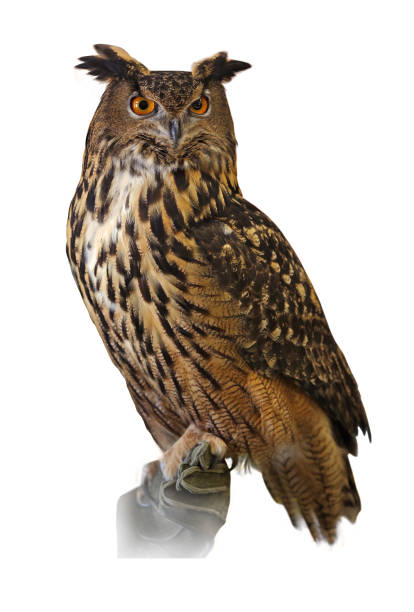 istock Great Horned Owl Isolated On white 647056042